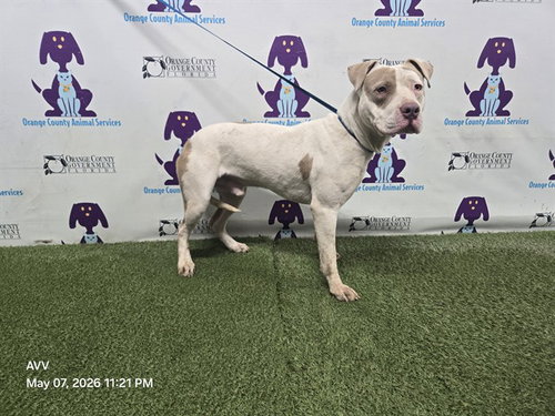 BIG HEAD, an adoptable Pit Bull Terrier in Orlando, FL