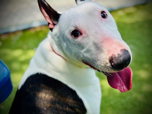 BEBO, an adoptable Bull Terrier in Orlando, FL