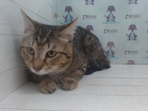 MOCHI, Young Domestic Short Hair (short coat), cat for adoption in Altamonte Springs, Florida