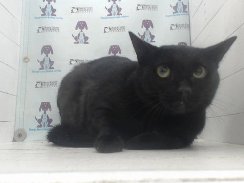 WEDNESDAY, Adult Domestic Short Hair (short coat), cat for adoption in Altamonte Springs, Florida