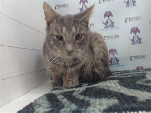 SOKKA, Adult Domestic Short Hair (short coat), cat for adoption in Altamonte Springs, Florida