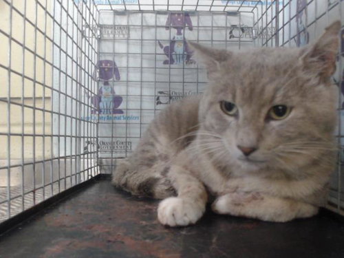 *CHARLIE, Adult Domestic Short Hair (short coat), cat for adoption in Altamonte Springs, Florida