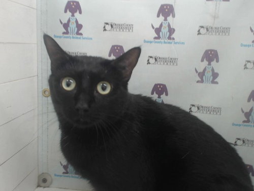 RUE, Adult Domestic Short Hair (short coat), cat for adoption in Altamonte Springs, Florida