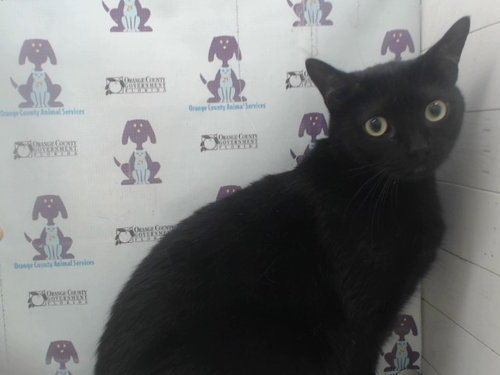 TABATHA, Adult Domestic Short Hair (short coat), cat for adoption in Altamonte Springs, Florida