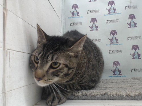 HAZEL, Young Domestic Short Hair (short coat), cat for adoption in Altamonte Springs, Florida