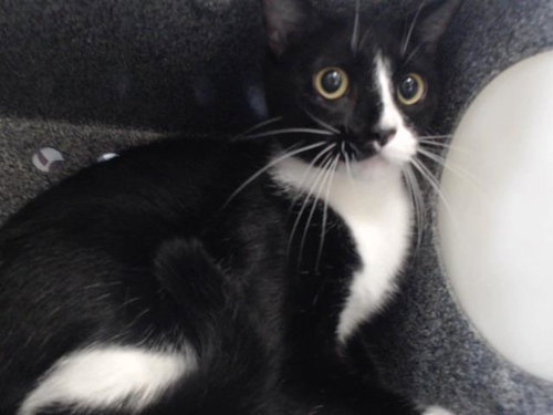 STING, Adult Domestic Short Hair (short coat), cat for adoption in Altamonte Springs, Florida