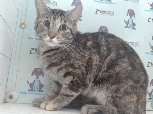 A594812, Young Domestic Short Hair (short coat), cat for adoption in Altamonte Springs, Florida