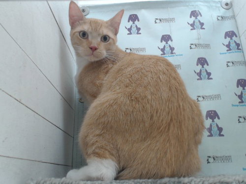 KAIRO, Young Domestic Short Hair (short coat), cat for adoption in Altamonte Springs, Florida