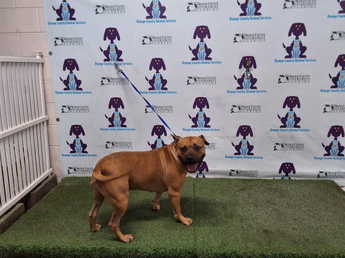 MURPHY, an adoptable American Staffordshire Terrier in Orlando, FL