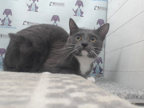 KILALA, Young Domestic Short Hair (short coat), cat for adoption in Altamonte Springs, Florida
