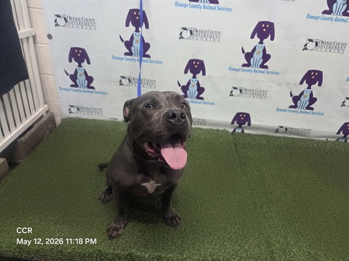 ZEKI, an adoptable Pit Bull Terrier in Orlando, FL