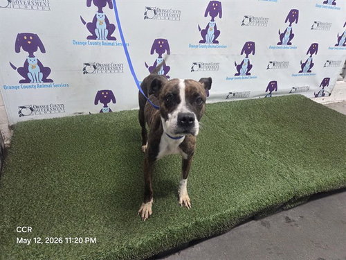 MERCEDES, an adoptable Pit Bull Terrier in Orlando, FL