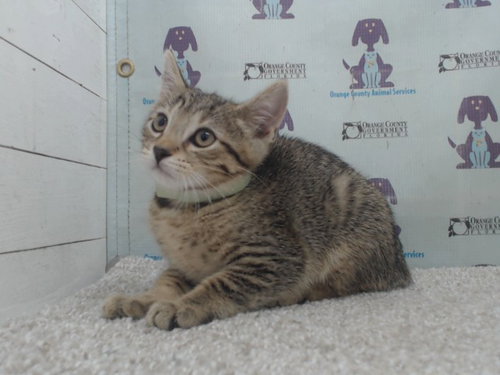 *PUMA, Baby Domestic Short Hair (short coat), cat for adoption in Altamonte Springs, Florida