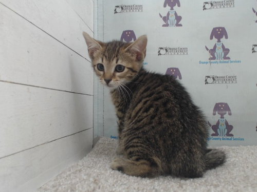 *DELILAH, Baby Domestic Medium Hair (medium coat), cat for adoption in Altamonte Springs, Florida
