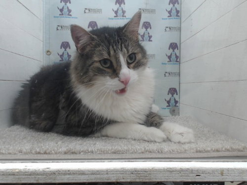 OBI, Senior Domestic Medium Hair (medium coat), cat for adoption in Altamonte Springs, Florida
