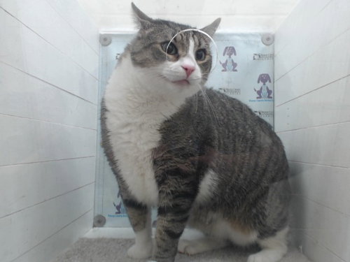 SHORTY, Senior Domestic Short Hair (medium coat), cat for adoption in Altamonte Springs, Florida