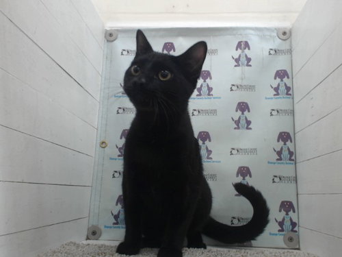 SWEET CHEEKS, Young Domestic Short Hair (short coat), cat for adoption in Altamonte Springs, Florida