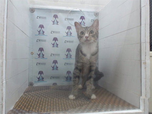 *MAISIE, Young Domestic Short Hair (short coat), cat for adoption in Altamonte Springs, Florida