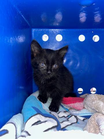 POSEY, Baby Domestic Short Hair (short coat), cat for adoption in Altamonte Springs, Florida