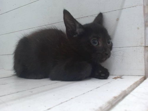 A595874, Baby Domestic Short Hair (short coat), cat for adoption in Altamonte Springs, Florida