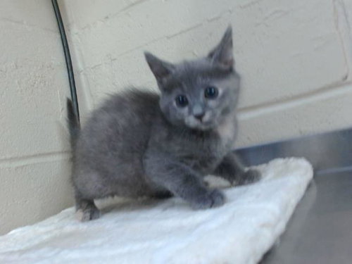 A596115, Baby Domestic Short Hair (short coat), cat for adoption in Altamonte Springs, Florida