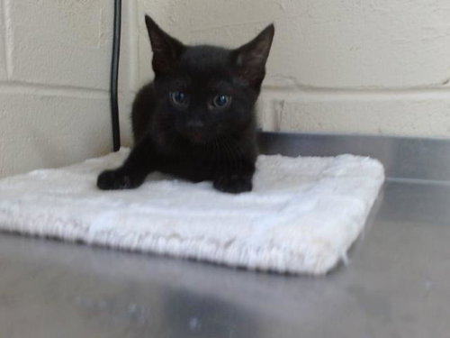 A596118, Baby Domestic Short Hair (short coat), cat for adoption in Altamonte Springs, Florida