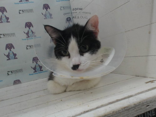 *MEDUSA, an adoptable Domestic Short Hair in Orlando, FL