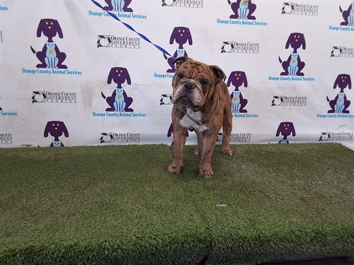 BOWSER, an adoptable English Bulldog in Orlando, FL