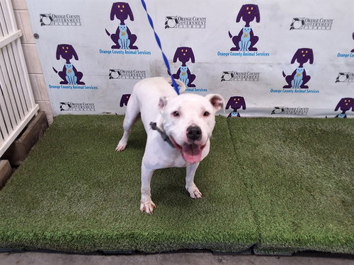 YOSHI, an adoptable Pit Bull Terrier in Orlando, FL