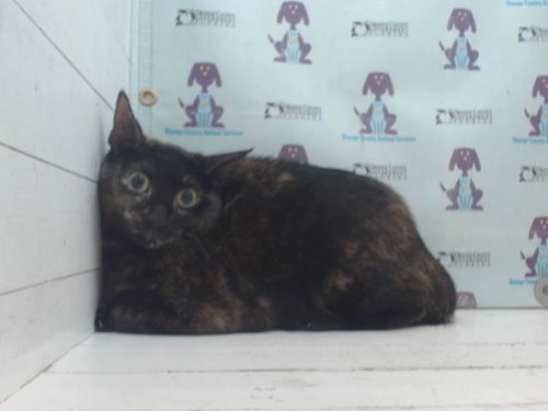 A596003, an adoptable Domestic Short Hair in Orlando, FL