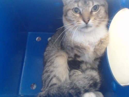 *LYSANDER, an adoptable Domestic Short Hair in Orlando, FL