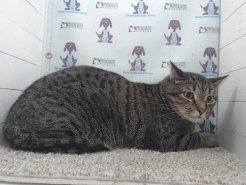 LEVI, an adoptable Domestic Short Hair in Orlando, FL