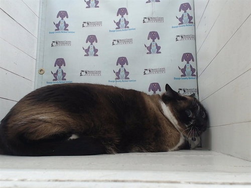 LUNA, an adoptable Domestic Short Hair in Orlando, FL