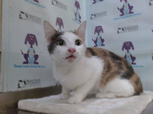 MARBALS, an adoptable Domestic Short Hair in Orlando, FL