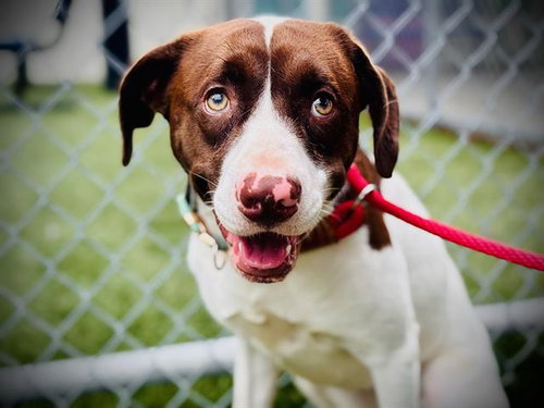 MOLLY, an adoptable Pit Bull Terrier in Orlando, FL