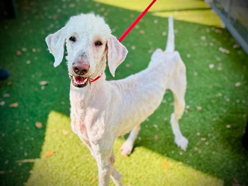 CHANCE, an adoptable Poodle in Orlando, FL