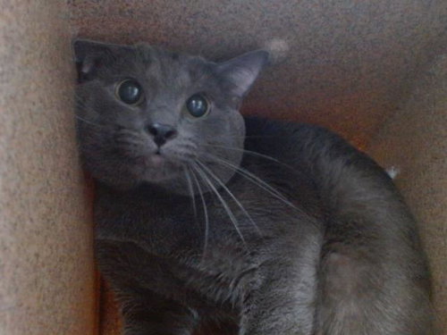 MISTER WHISKERS, an adoptable Domestic Short Hair in Orlando, FL