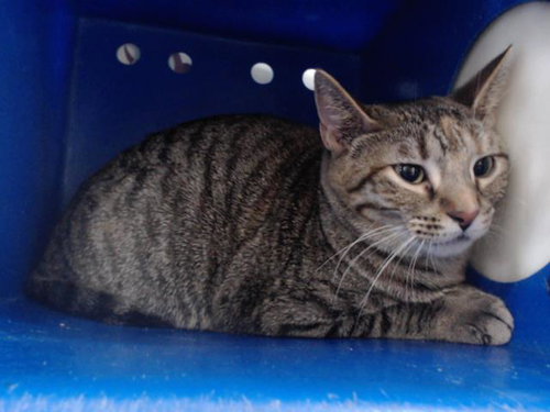*RADIANCE, an adoptable Domestic Short Hair in Orlando, FL