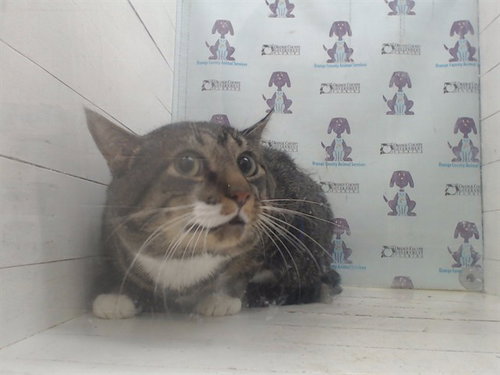 TWIX, an adoptable Domestic Short Hair in Orlando, FL