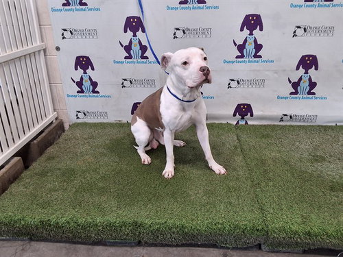 YUGI, an adoptable Pit Bull Terrier in Orlando, FL