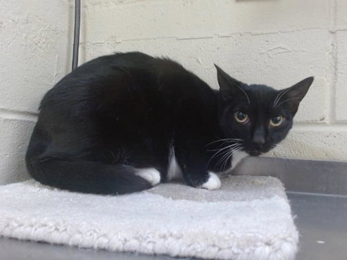 ECLISPE, an adoptable Domestic Short Hair in Orlando, FL