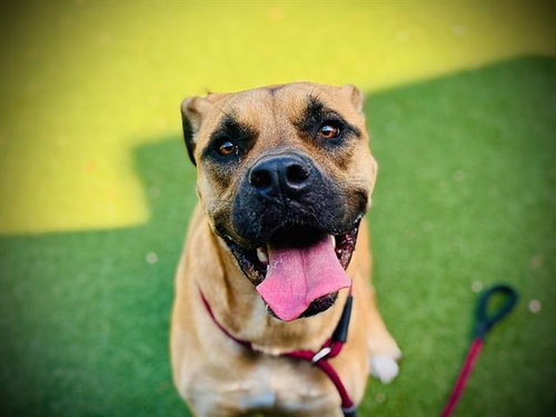 COCO, an adoptable Pit Bull Terrier in Orlando, FL