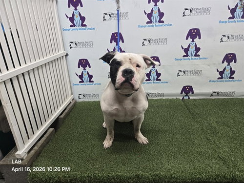 BLUE, an adoptable American Bulldog in Orlando, FL