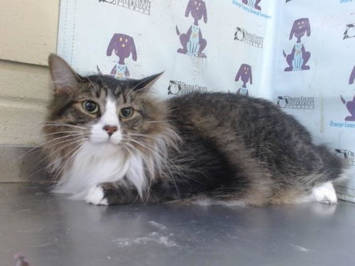 CHASE, an adoptable Maine Coon in Orlando, FL