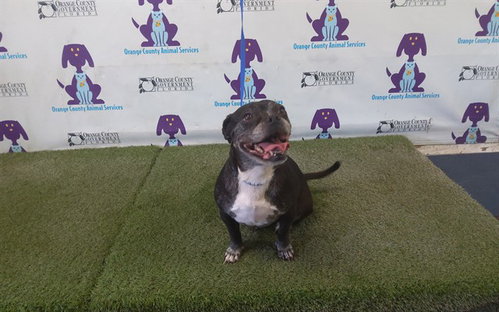 INDIE, an adoptable Pug in Orlando, FL