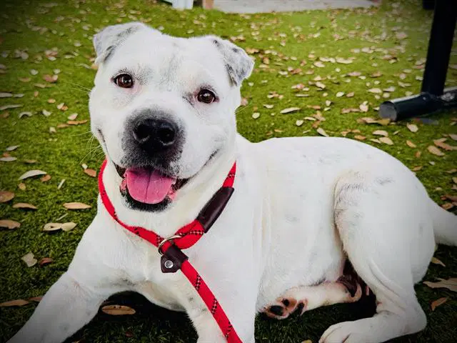 Snow - Pit Bull Terrier