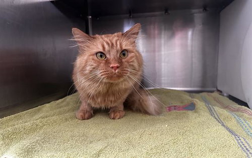 ARCHIE, Adult Domestic Short Hair (short coat), cat for adoption in Titusville, Florida
