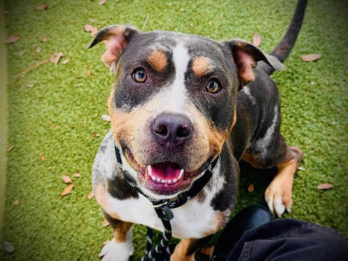 *MARSHALL, an adoptable Pit Bull Terrier in Orlando, FL