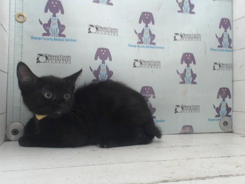 *LUNA