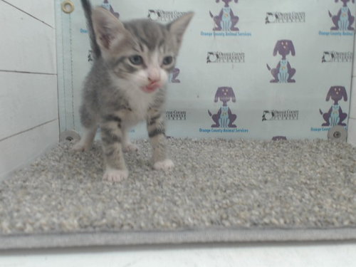 *NOVA